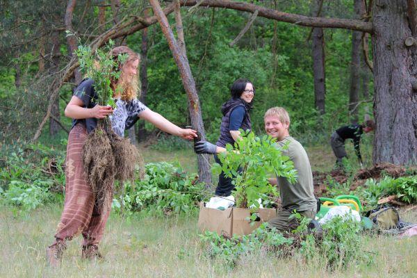 Menschen im Wald, die Bäume pflanzen